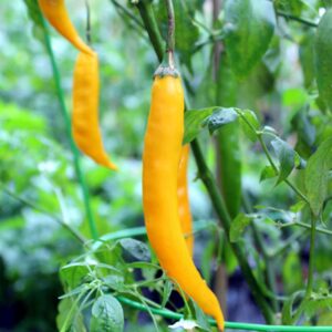 10 Premium Aji Guyana pepper seeds - Spicy/Hot !! Grown and Harvested in USA !!