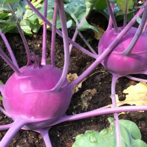 Organic Purple Vienna Kohlrabi - One gram - Delicious - Grown/Harvested in USA ! Specialty !! Gourmet !