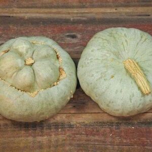 10 Ute Indian squash seeds - Unique - Grown/Harvested in USA !! Specialty !! 2024 !