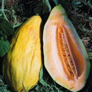 10 Heirloom Banana Melon see - Sweet/Juicy - Grown/Harvested in USA !! Specialty !