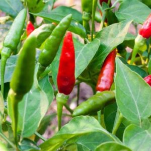 10 Thai Dragon hot pepper seeds - Grown in USA ! Spicy ! Asian ! Specialty ! Hot !