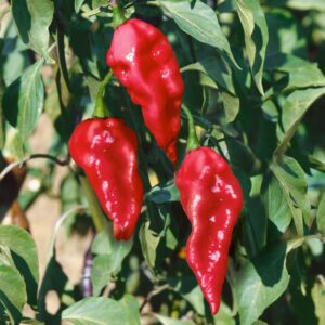 10 Premium Red Brazilian Ghost pepper seeds - Spicy/Hot/Sizzling !! Grown and Harvested in USA !!