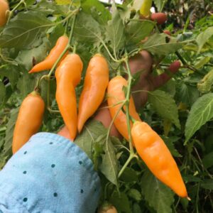 10 Premium Sugar Rush Peach pepper seeds - Spicy/Fruity !! Grown and Harvested in USA !! Specialty ! Hot ! 2024 !