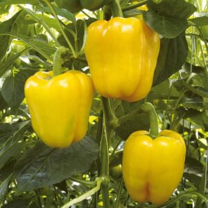 10 Heirloom Yellow Sunbright sweet pepper seeds - Delicious - Grown/Harvested in USA !! Sweet ! Tasty !