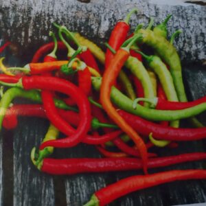 10 Turkish Corbaci sweet pepper seeds - Sweet ! Unique ! Grown and Harvested in USA !!