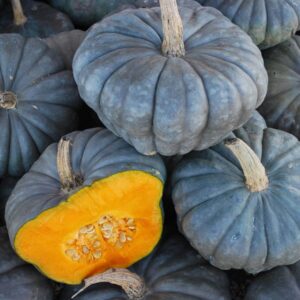 10 Queensland Blue squash seeds - Unique - delicious - Grown/Harvested in USA !! Winter squash ! 2024 !