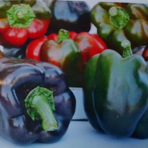 10 Purple Beauty sweet pepper seeds - Grown/Harvested in USA !! Beautiful ! Sweet !