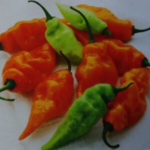 10 Habanada "Heatless" Habanero pepper seeds - Delicious ! Tropical ! Grown and Harvested in USA !!