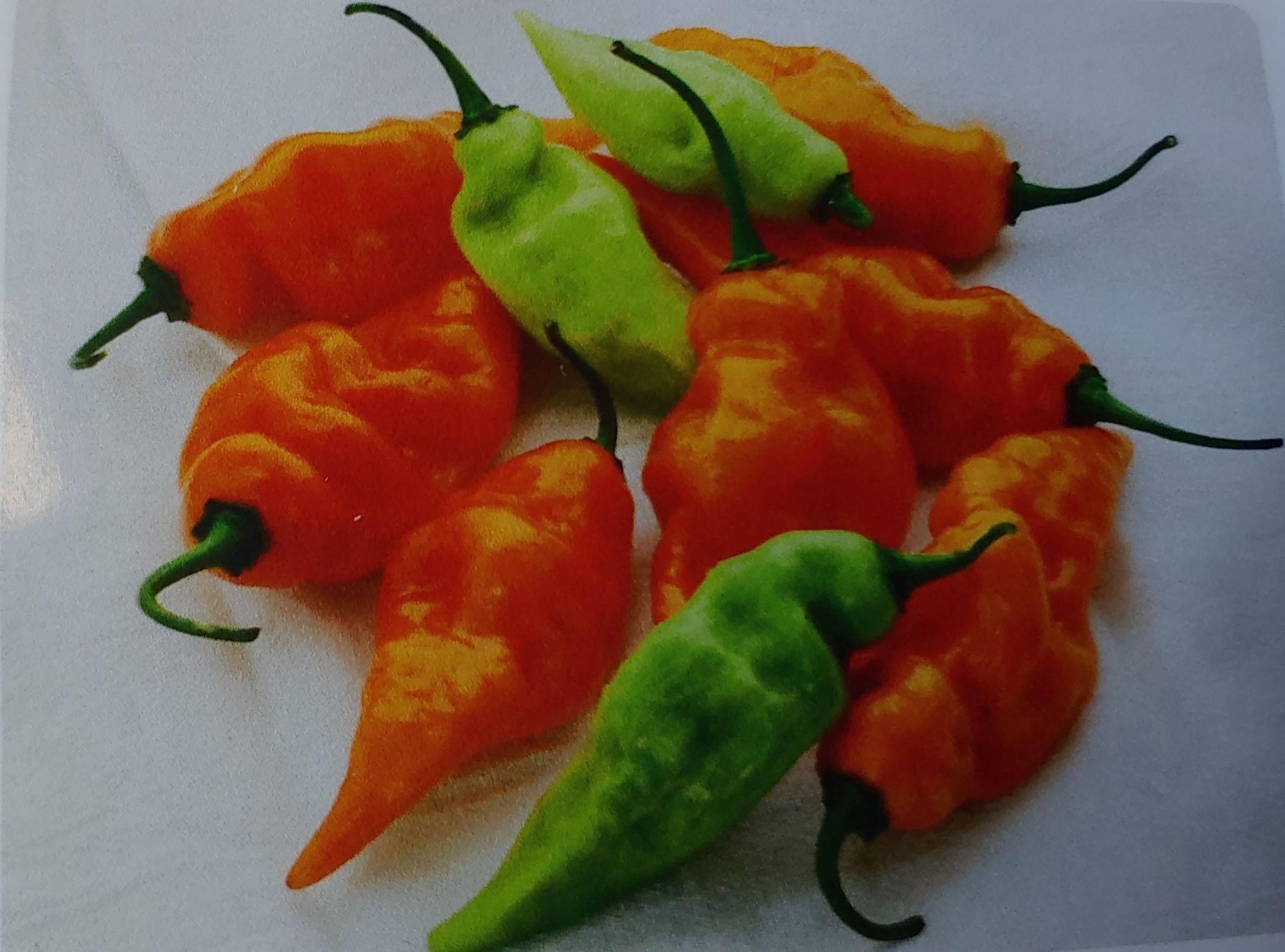 10 Habanada "Heatless" Habanero pepper seeds - Delicious ! Tropical ! Grown and Harvested in USA !!