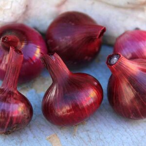 Organic Red Cipollini onion seeds - half gram (100+ seeds) - Beautiful ! Sweet ! Grown/Harvested in USA !