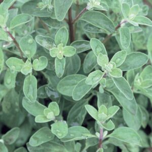 Sweet Marjoram - one quarter gram - Fresh ! Delicious ! Grown/Harvested in USA !! 1,000+ seeds