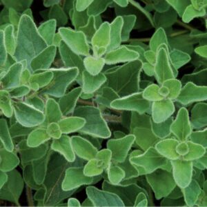 Greek Oregano - half gram - Fresh ! Herb ! Delicious ! Grown/Harvested in USA !