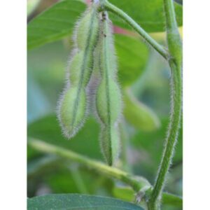 Midori Giant Soybean