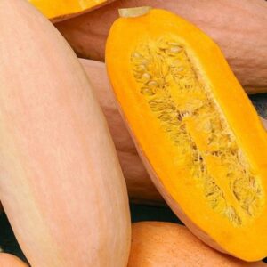 10 Pink Banana squash seeds - Jumbo squash Delicious!! Healthy !! Grown/Harvested in USA !