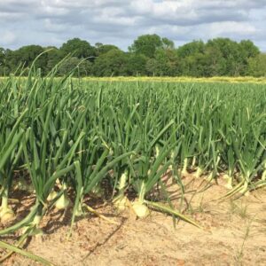 Vidalia sweet onion seeds (White Texas Grano) - Sweet ! Grown/Harvested in USA !!