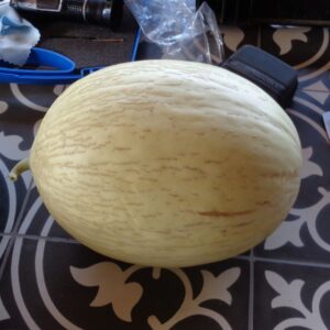 10 Portuguese Branco Do Ribatejo melon seeds - Unique ! Sweet ! Grown/Harvested in USA !