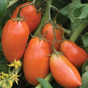 10 San Marzano Heirloom tomato seeds - Grown/Harvested in USA !! Tasty ! Italian !! Paste !