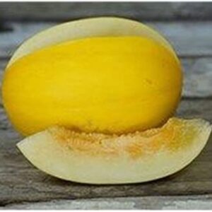 10 Spanish Amarillo Oro melon seeds - Unique ! Sweet ! Juicy ! Grown/Harvested in USA ! Specialty !