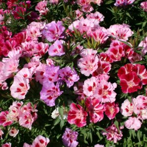 Godetia - Double Azalea mix - Premium flower seed - Beautiful ! Grown in USA