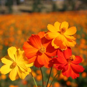 Cosmos - Sulfur Bright Lights mix Premium flower seed - Beautiful ! Grown in USA