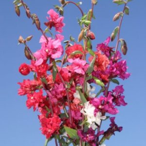 Clarkia - Mountain Garland mix - Premium flower seed - Beautiful ! Grown in USA