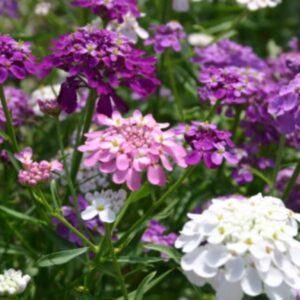 Candytuft Dwarf Fairy mix - Premium flower seeds - Beautiful ! Grown/Harvested in USA