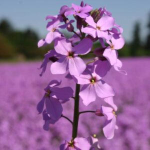 Dame's Rocket - Violet - Premium flower seeds - Beautiful ! Grown/Harvested in USA