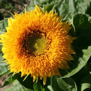 10 Dwarf Sungold Teddy Bear Sunflower Premium flower seed - Beautiful ! Grown/Harvested in USA !!