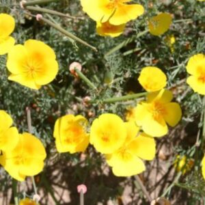 California Poppy - Yellow Perennial - Premium flower seed - Beautiful ! Grown/Harvested in USA