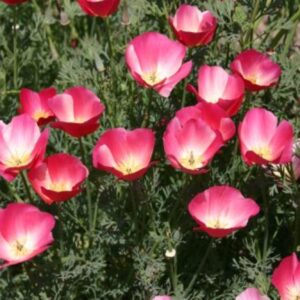 California Poppy - Carmine - Premium flower seed - Beautiful ! Grown/Harvested in USA !!