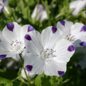 Five Spot Premium flower seed - Beautiful ! Grown/Harvested in USA ! 2024 ! Specialty ! Spotted !