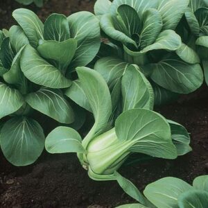 Mei Qing Choi vegetable seeds  Delicious ! Healthy ! Asian greens ! Pak Choi ! Baby Bok Choi !
