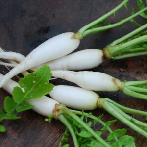 Japanese Minowase Radish
