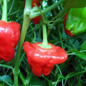 10 Premium Jamaican Red Scotch Bonnet pepper seeds - Spicy !! Hot !! Grown/Harvested in USA !
