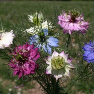 Love-In-A-Mist Premium flower seed mix - Beautiful !! Grown in USA !! One half gram - 200+ seeds, Specialty !