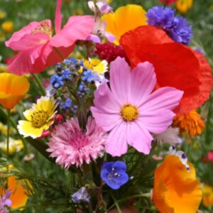 Short Creek Premium flower seed mix - Grown in USA !! Beautiful !! 400+ seeds per packet !
