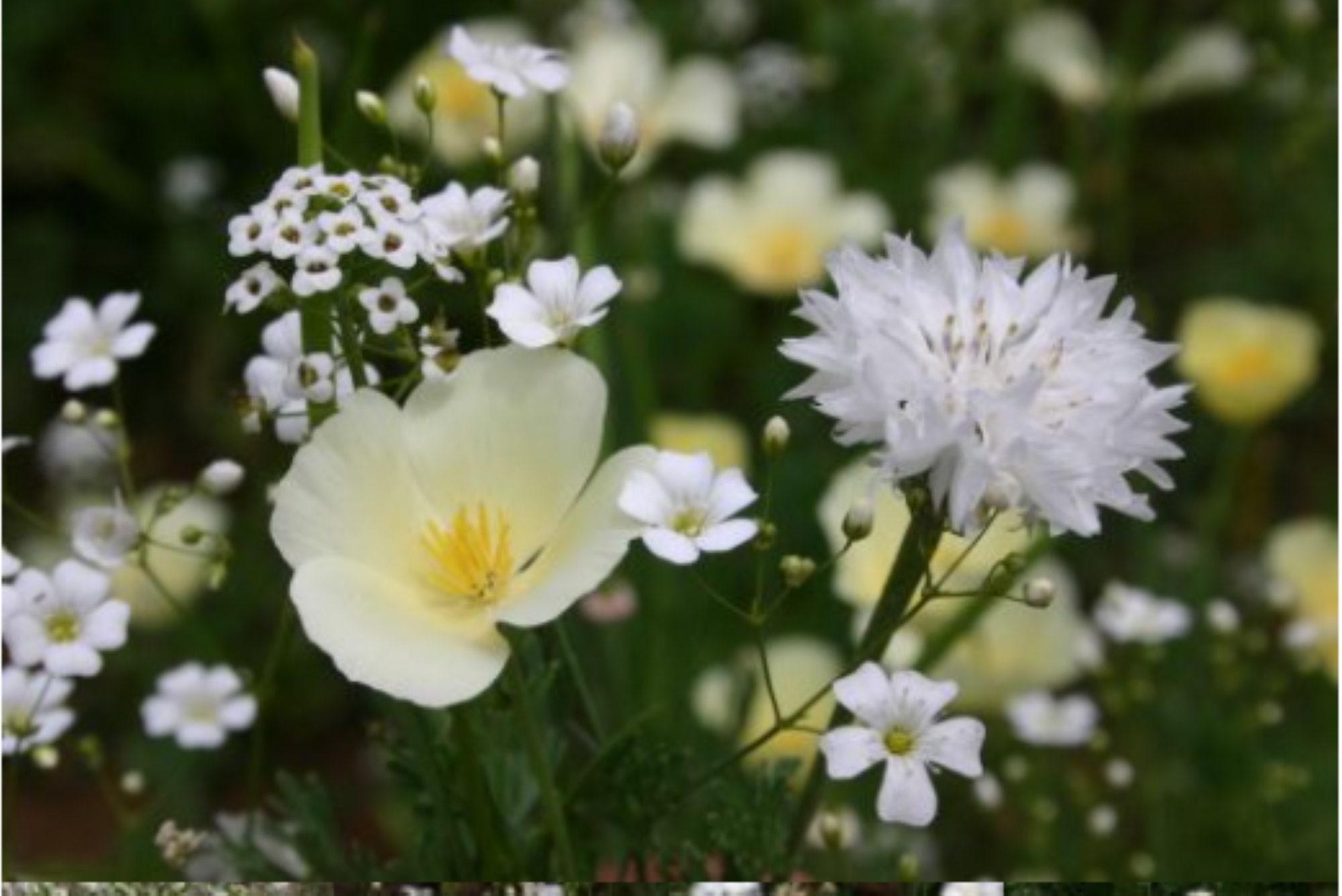 White Wildflower mix - Premium flower seed - Beautiful !! Grown in USA !! 400+ seeds per packet !
