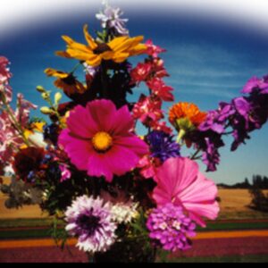 Premium Birds, Bees and Butterflies flower mix - Beautiful ! Grown in USA ! One gram ! Specialty mix !