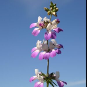 Chinese Houses Premium flower seed - One half gram - Beautiful !! Grown in USA !!