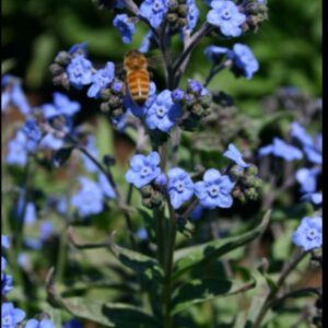 Chinese Forget-Me-Not Blue Premium flower seed - Beautiful !! Grown in USA !! One gram packet !
