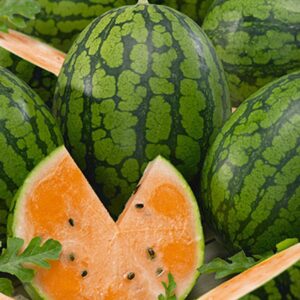 10 Heirloom Tendersweet Orange watermelon seeds - Grown in USA ! Large ! Juicy ! Sweet ! 2024