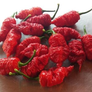 10 Premium Death Spiral pepper seeds - Super hot ! Spicy ! Atomic ! Grow in USA !
