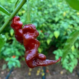 10 Premium Trinidad Viper Brown pepper seeds - Super hot ! Spicy ! Fruity ! USA !!