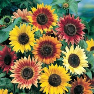Premium Autumn Beauty Sunflower seed - Stunning ! Grown in USA ! One gram ! 25 seeds !
