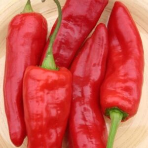 10 Red Marconi Sweet pepper seeds - Delicious Italian pepper ! Grown in USA ! Sweet ! Tasty !