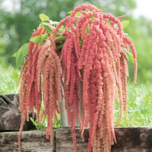 Premium Amaranthus flower seed - Coral Fountain - Stunning ! Beautiful ! Grown in USA !