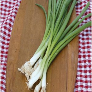 Heirloom Tokyo Long bunching onion seeds - Tasty ! Fresh ! Green onion ! Grown in USA !!