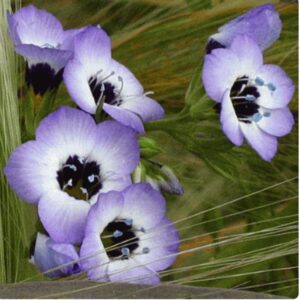 Birds Eyes premium flower seeds - Beautiful ! 1,000+ seeds Grown in USA ! Spring ! Gilia !!