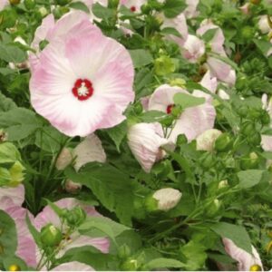 Premium Swamp Rose Mallow flower seeds - Gorgeous ! Stunning ! Grown in USA! 50+ seeds