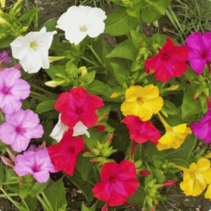 Four O'Clock mix Premium flower seeds - Beautiful ! Summer ! Spring ! USA ! One gram
